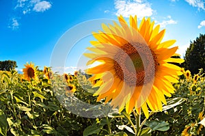 Sunflower field