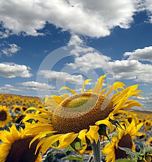 Sunflower field