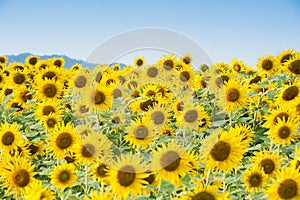 Sunflower field