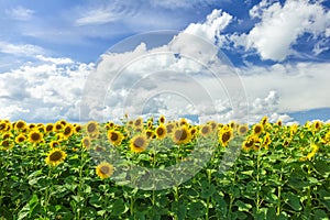 Sunflower field