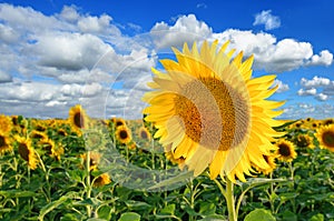 Sunflower field