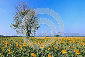 Sunflower field