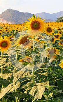 Sunflower field