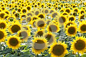 Sunflower field