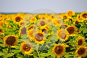 Sunflower Field