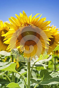 Sunflower field