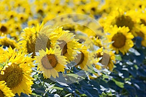 Sunflower Field