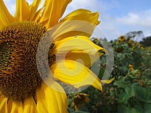 Sunflower Field