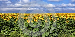 Sunflower Field