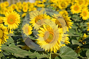 Sunflower field