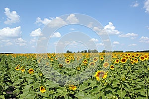 Sunflower field