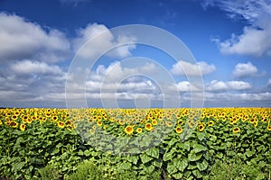 Sunflower Field