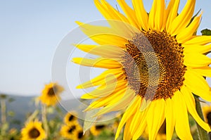 Sunflower Field