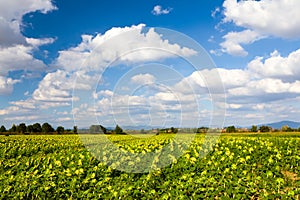 Sunflower field