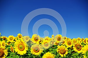 Sunflower field