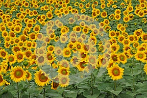 Sunflower field