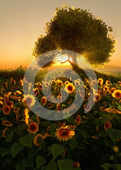 Sunflower Field, 3d CG