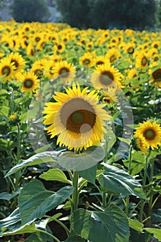 Sunflower field