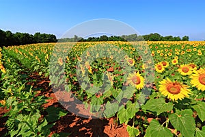 Sunflower Field