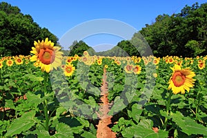 Sunflower Field