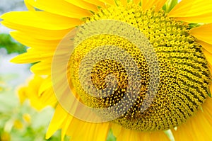 The sunflower field