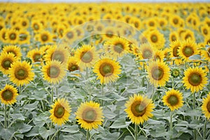 Sunflower field