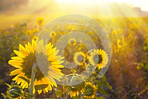 Sunflower field.