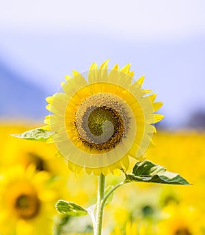 Sunflower on the field