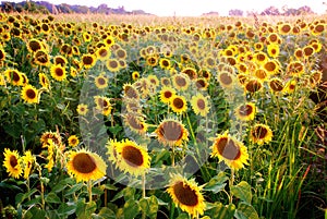 Sunflower field