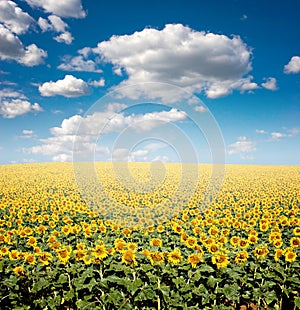 Sunflower Field