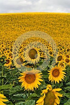 Sunflower field