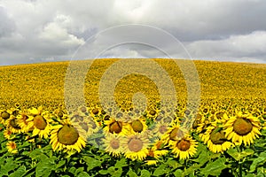 Sunflower field