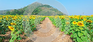 Sunflower Field