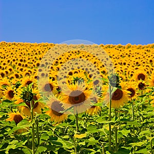 Sunflower Field