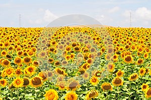 Sunflower field