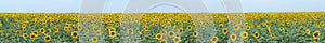 Sunflower field