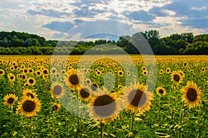 Sunflower field