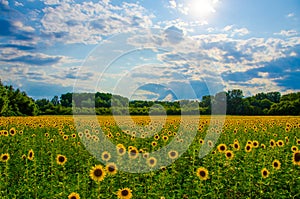 Sunflower field