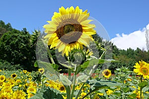 Sunflower field