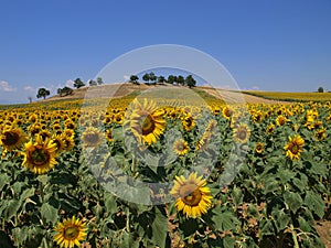 Sunflower field