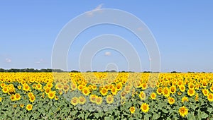 Sunflower field