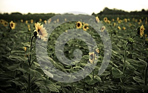 Sunflower field