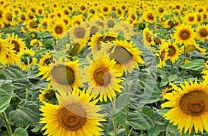 Sunflower field