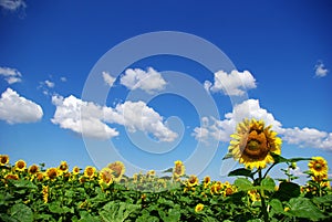 Sunflower field