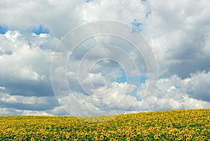 Sunflower field