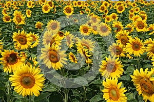 Sunflower field