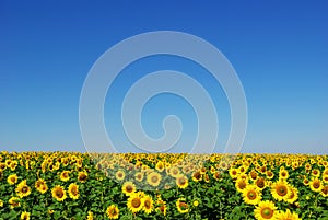 Sunflower field