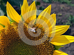 Sunflower field