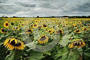 Sunflower field