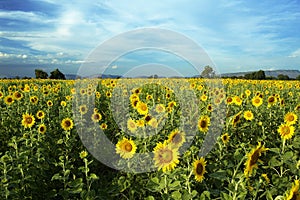 Sunflower field